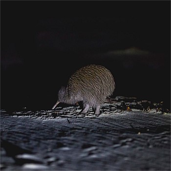 Stewart Island Wild Kiwi Encounter