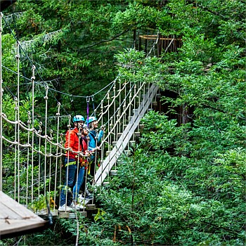 The ultimate Redwoods experience – Altitude, Fast Pass entry to Nightlights & daytime Treewalk!