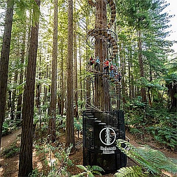 The ultimate Redwoods experience – Altitude, Fast Pass entry to Nightlights & daytime Treewalk!