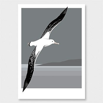 Albatross flying Print